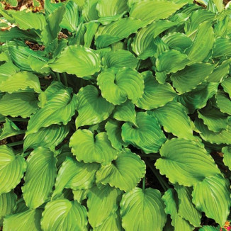 Hosta Purple Sensation Funkia
