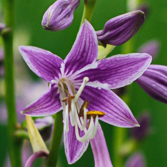 Hosta Purple Sensation Funkia