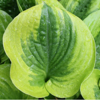 Hosta Summer Lovin Funkia