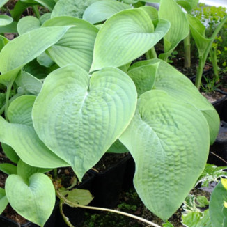 Hosta T-Rex Funkia