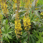 Ligularia Przewalski Języczka Przewalskiego Ligularia Przewalski Języczka Przewalskiego