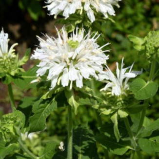 Monarda hybrida Schneewittchen Pysznogłówka ogrodowa