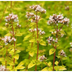 Origanum vulgare Aureum Oregano złote Origanum vulgare Aureum Oregano złote
