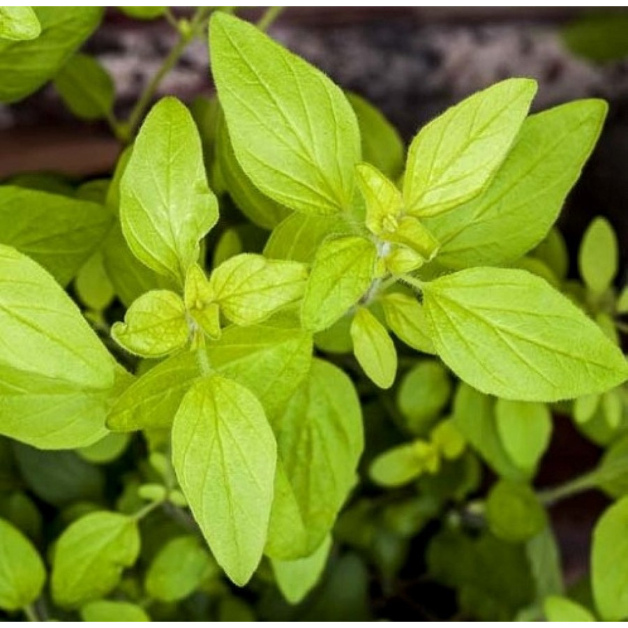 Origanum vulgare Aureum Oregano złote