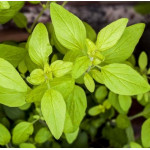 Origanum vulgare Aureum Oregano złote Origanum vulgare Aureum Oregano złote