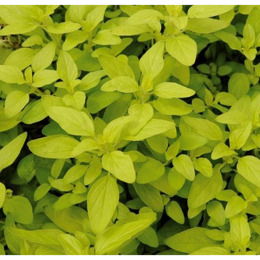 Origanum vulgare Aureum Oregano złote