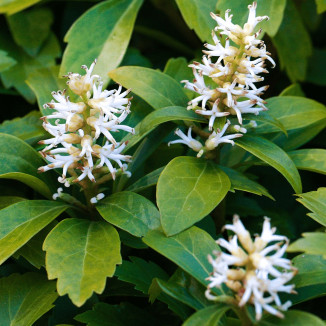 Pachysandra Terminalis Runianka japońska