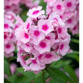 Phlox paniculata Bright Eyes Floks wiechowaty