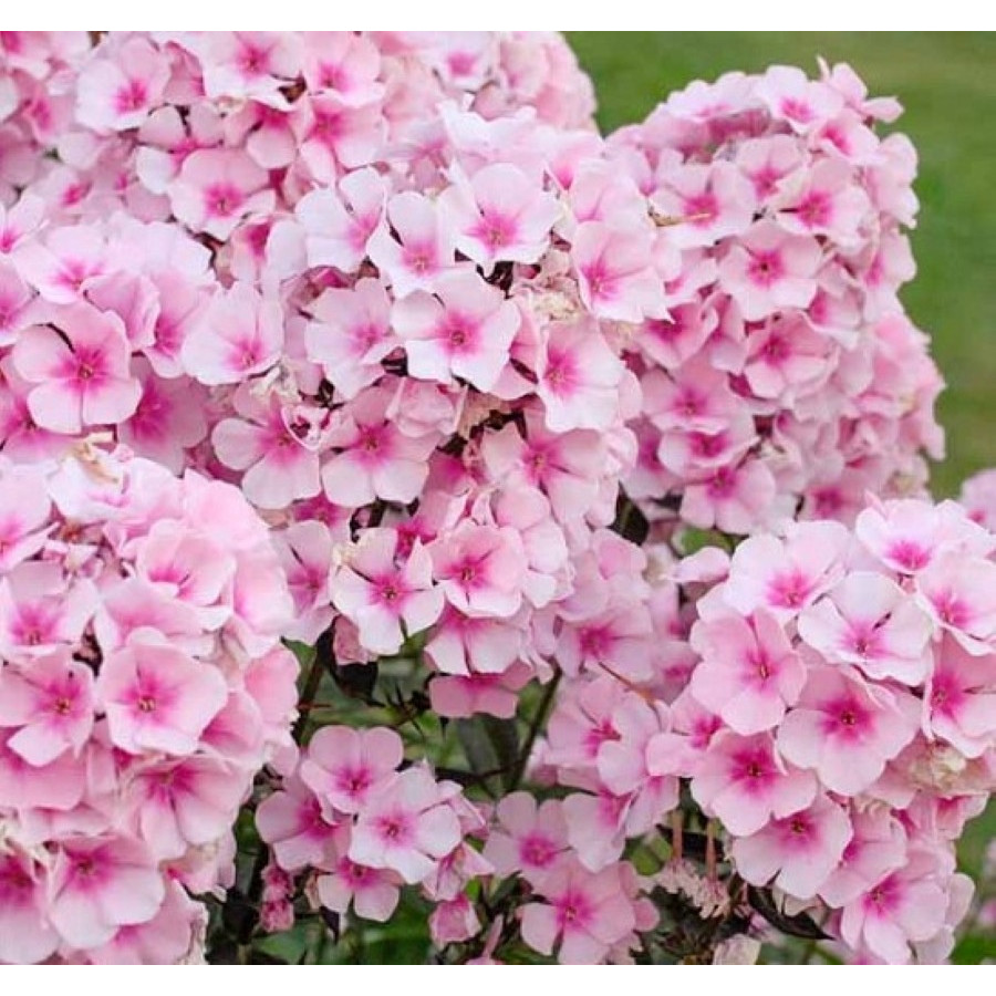 Phlox paniculata Bright Eyes Floks wiechowaty