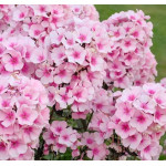 Phlox paniculata Bright Eyes Floks wiechowaty Phlox paniculata Bright Eyes Floks wiechowaty