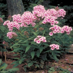 Phlox paniculata Bright Eyes Floks wiechowaty Phlox paniculata Bright Eyes Floks wiechowaty