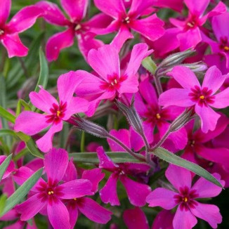 Phlox subulata Scarlet Flame Floks szydlasty