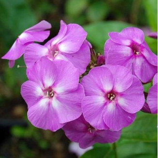 Phlox paniculata Flame Lilac Floks