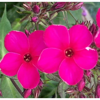 Phlox paniculata Early Cerise Floks