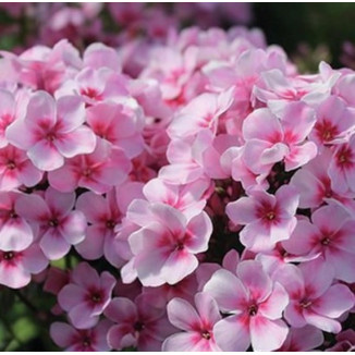 Phlox paniculata Early Pink Floks
