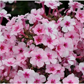 Phlox paniculata Early Pink Floks