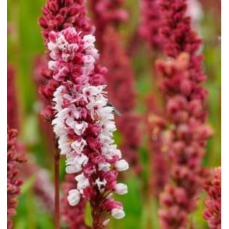 Polygonum affine Darjeeling Red Rdest pokrewny