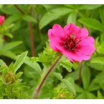 Potentilla nepalensis Ron McBeath Pięciornik Potentilla nepalensis Ron McBeath Pięciornik