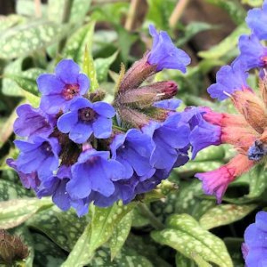 Pulmonaria Trevi Fountain Miodunka