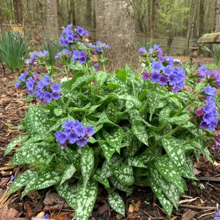 Pulmonaria Trevi Fountain Miodunka
