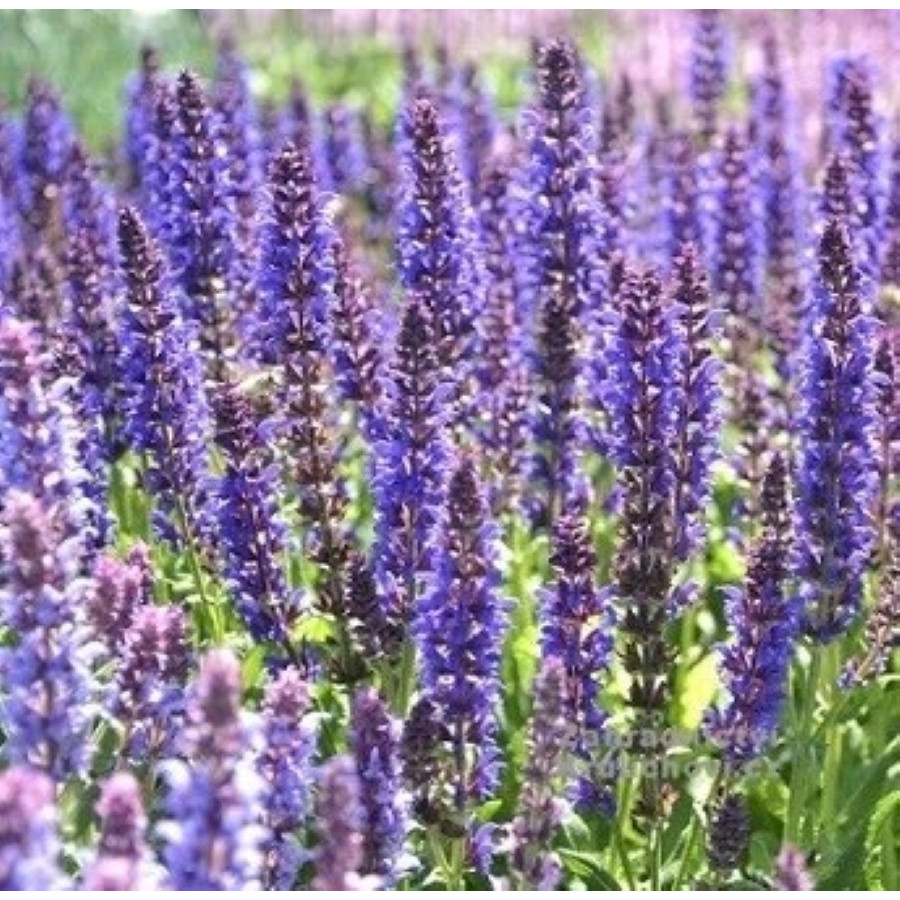 Salvia nemorosa Salute Deep Blue