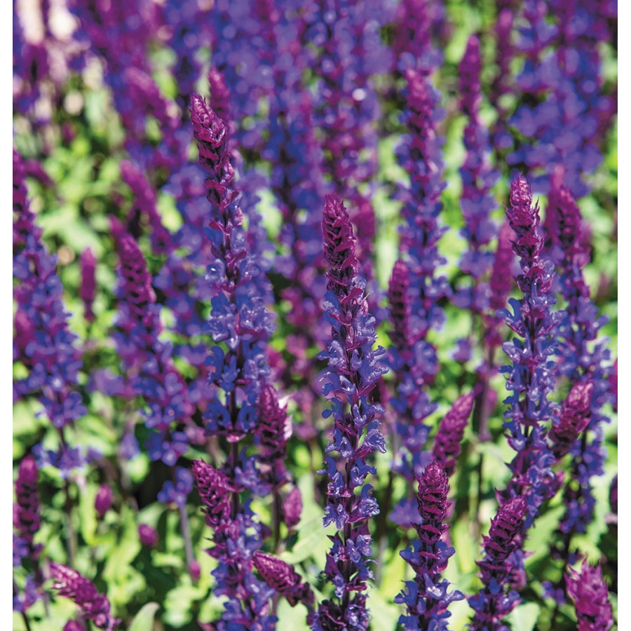 Salvia nemorosa Salvatore Blue Szałwia wspaniała