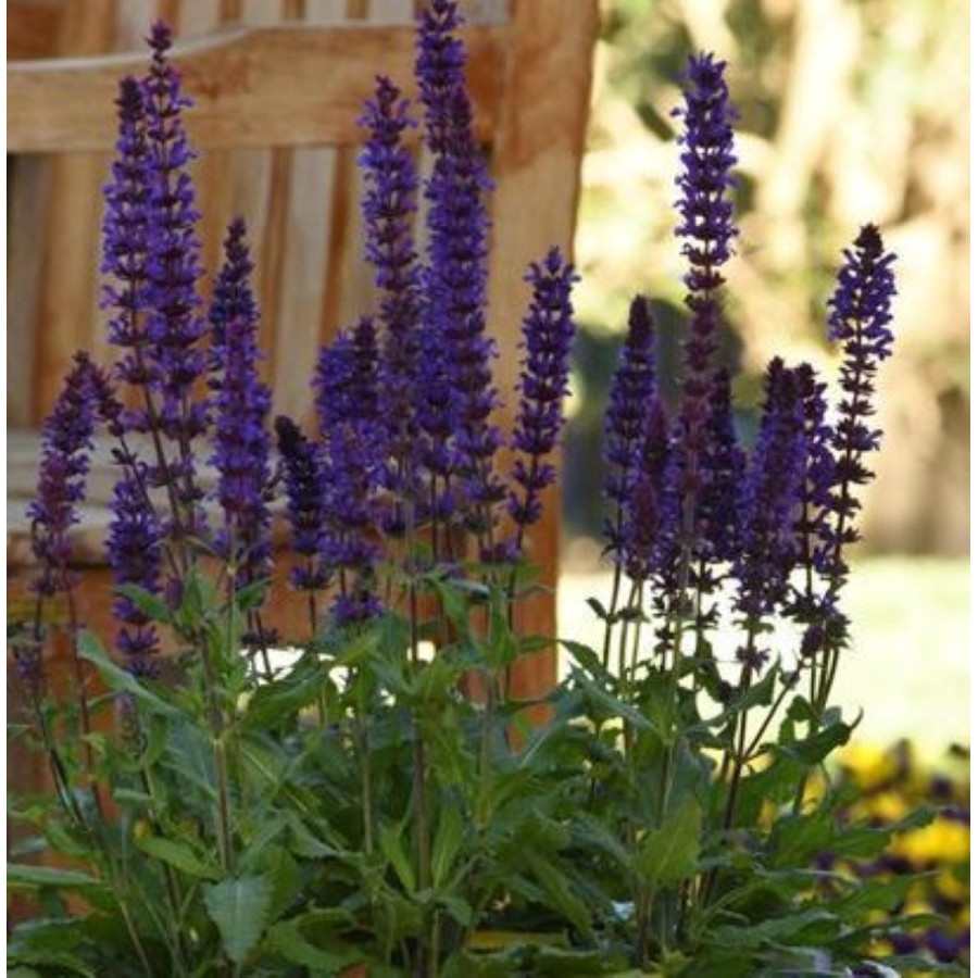 Salvia nemorosa Salvatore Blue Szałwia wspaniała