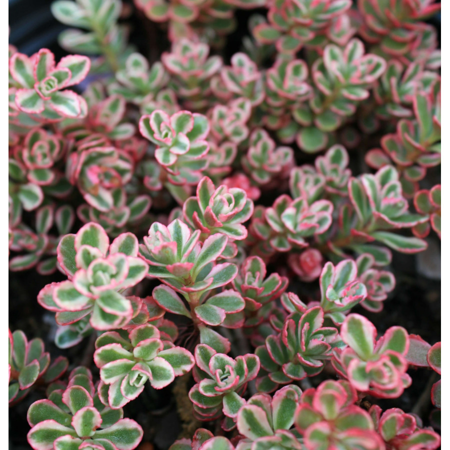 Sedum spurium Tricolor Rozchodnik kaukaski Sedum spurium Tricolor Rozchodnik kaukaski