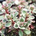 Sedum spurium Tricolor Rozchodnik kaukaski Sedum spurium Tricolor Rozchodnik kaukaski