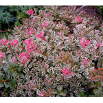 Sedum spurium Tricolor Rozchodnik kaukaski Sedum spurium Tricolor Rozchodnik kaukaski