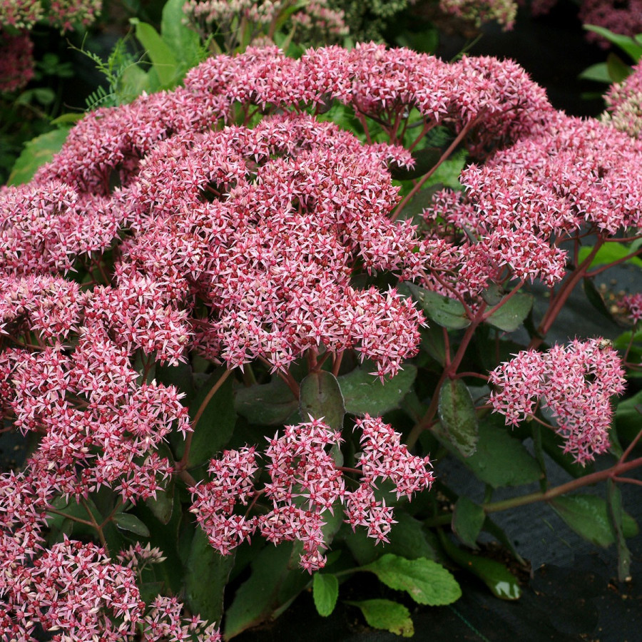 Sedum spectabile 'Cloud Walker'