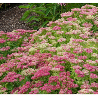 Sedum spectabile Hot Stuff Rozchodnik
