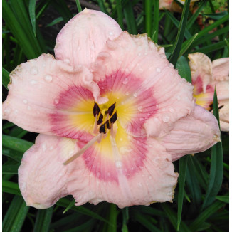 Hemerocallis Roseanne Liliowiec