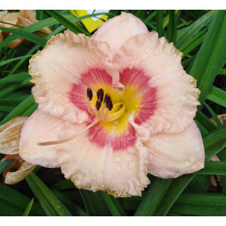 Hemerocallis Roseanne Liliowiec
