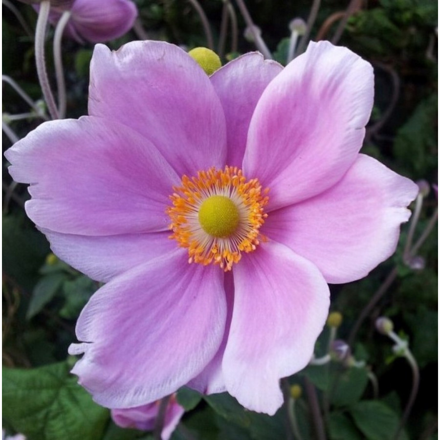 Anemone Lorelei Zawilec Anemone Lorelei Zawilec