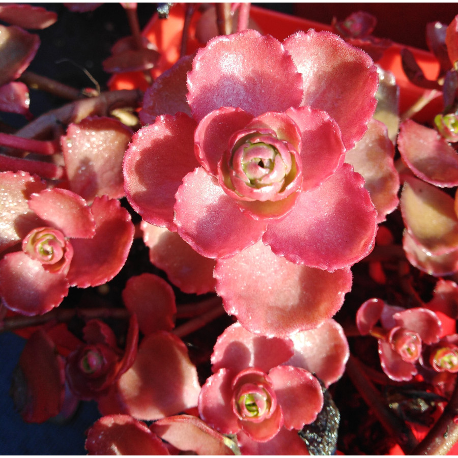 Sedum Dragons Blood Rozchodnik
