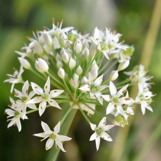 Allium Ursinum Czosnek Niedźwiedzi