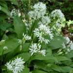 Allium Ursinum Czosnek Niedźwiedzi