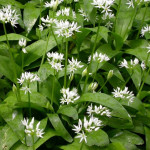 Allium Ursinum Czosnek Niedźwiedzi