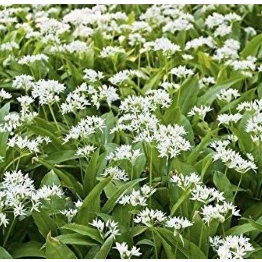 Allium Ursinum Czosnek Niedźwiedzi
