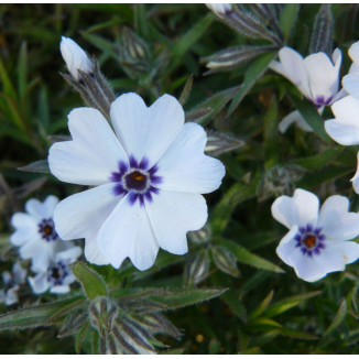Phlox subulata  Floks