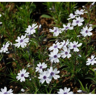Phlox subulata  Floks