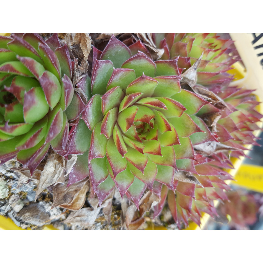 Sempervivum Andinn Andreas Rojnik