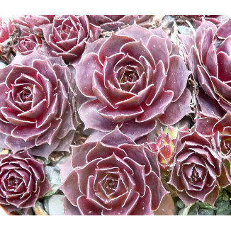 Sempervivum Bokkenrijders Rojnik