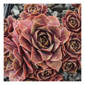 Sempervivum Bokkenrijders Rojnik