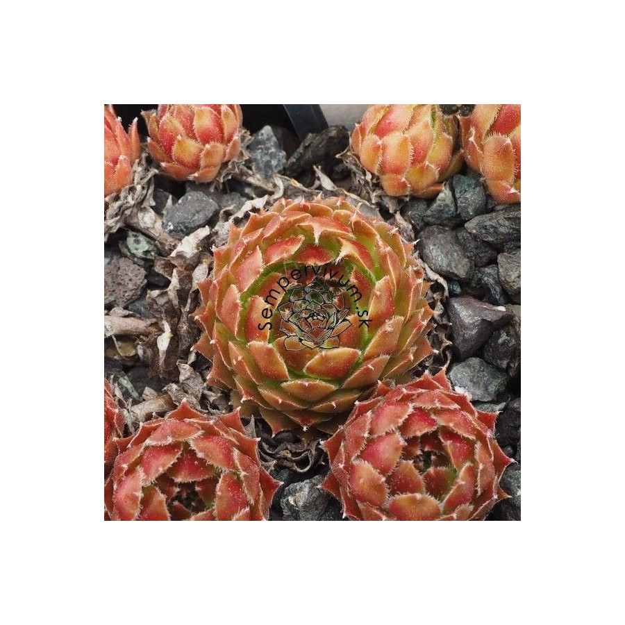 Sempervivum Costa Rojnik