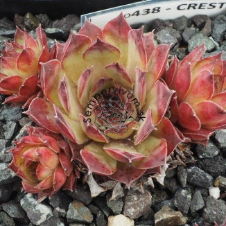 Sempervivum Cresta Rojnik
