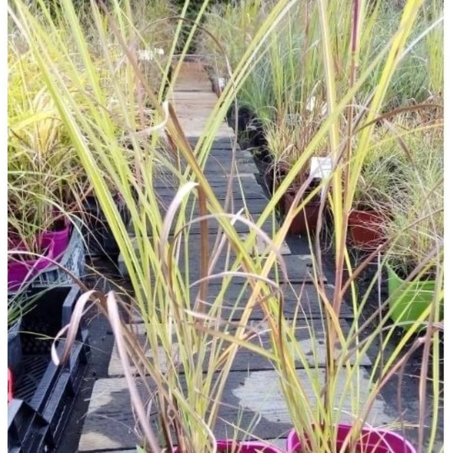 sinensis San Valentino