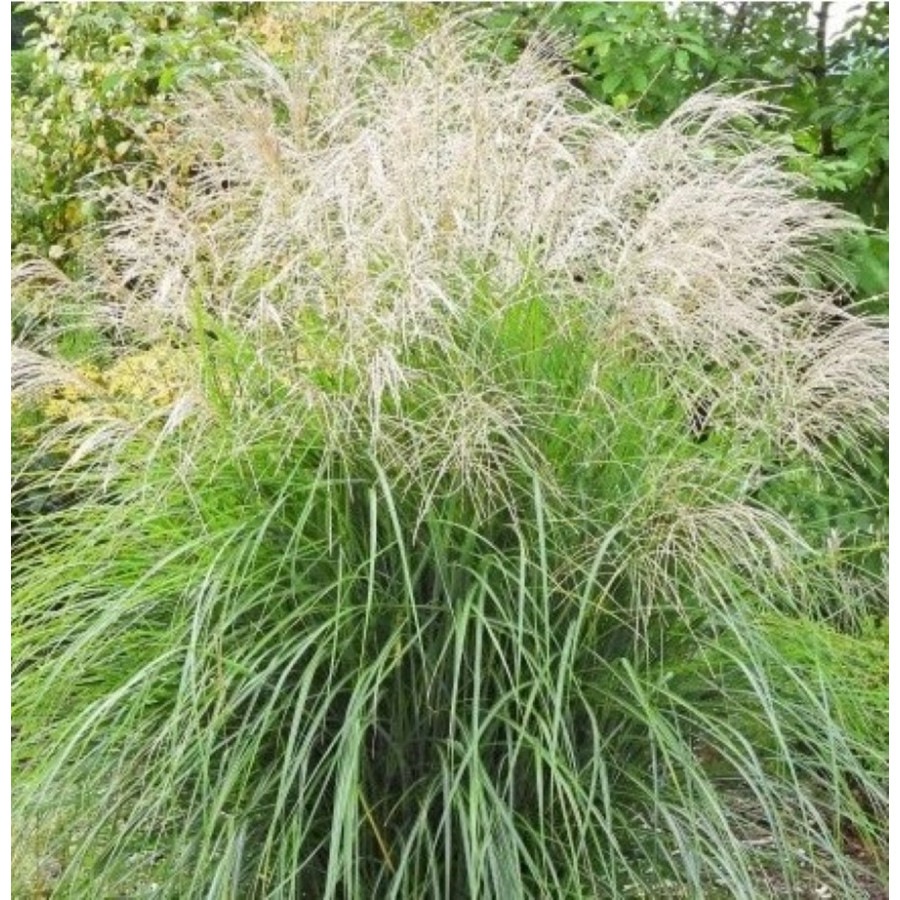 sinensis San Valentino
