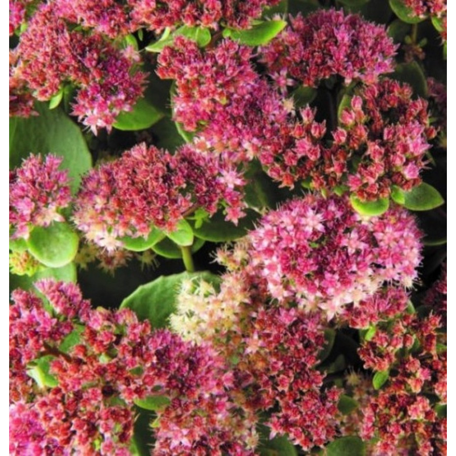 Sedum telephium Seduction Rose Charm Sedum telephium Seduction Rose Charm